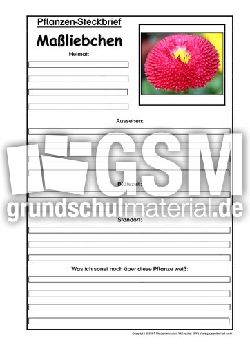 Pflanzensteckbrief-Maßliebchen.pdf